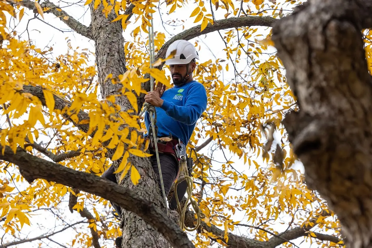 Skilled Tree Trimming crew working in Kent